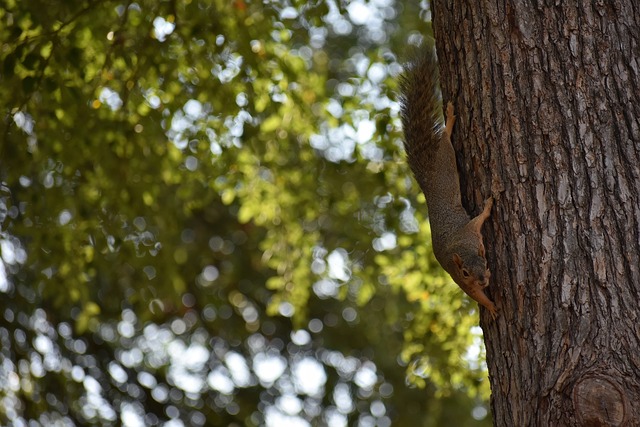 顧一些與衆 顧一些與衆